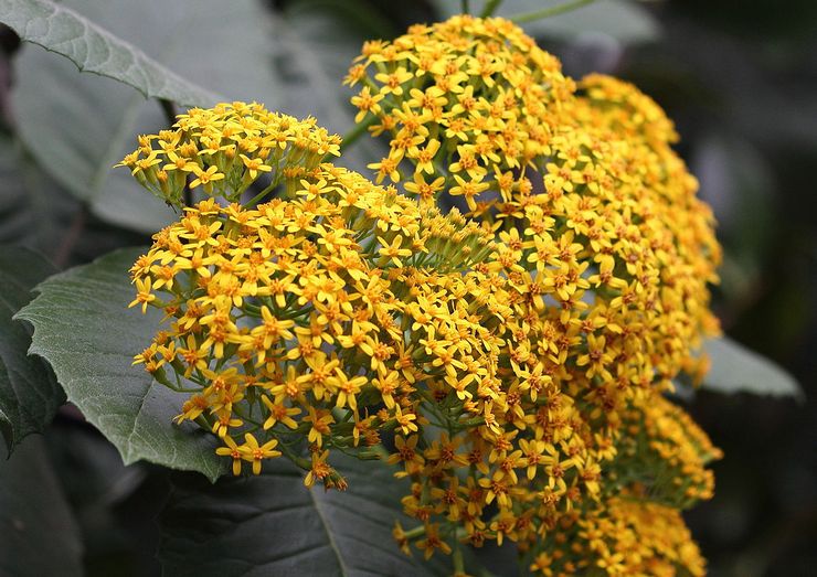 Spermophile à grandes feuilles