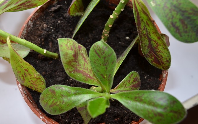 Le substrat pour planter le synadénium doit avoir un niveau d'acidité neutre (pH 5-7).