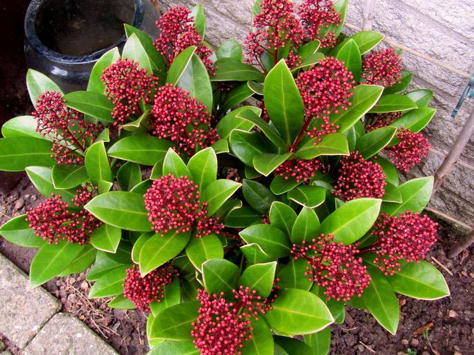 Skimmia - soins à domicile. Culture de skimmia, transplantation et reproduction. Description, types. Une photo