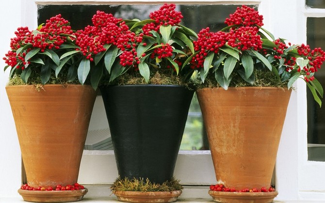 Reproduction de skimmia