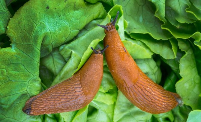 Combattre les limaces dans le potager