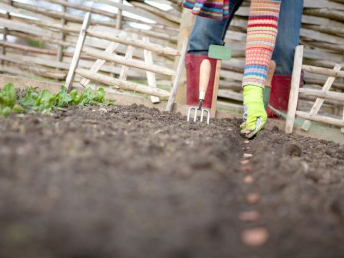 Comment bien planter avant l'hiver: technologie de préparation des billons