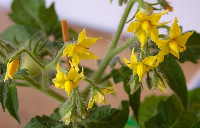 Top dressing des tomates pendant le bourgeonnement, la floraison et la nouaison