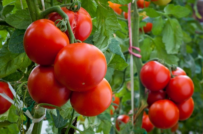 Top vinaigrette de tomates après la plantation dans le sol