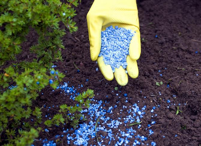 Engrais phosphatés pour les cultures maraîchères