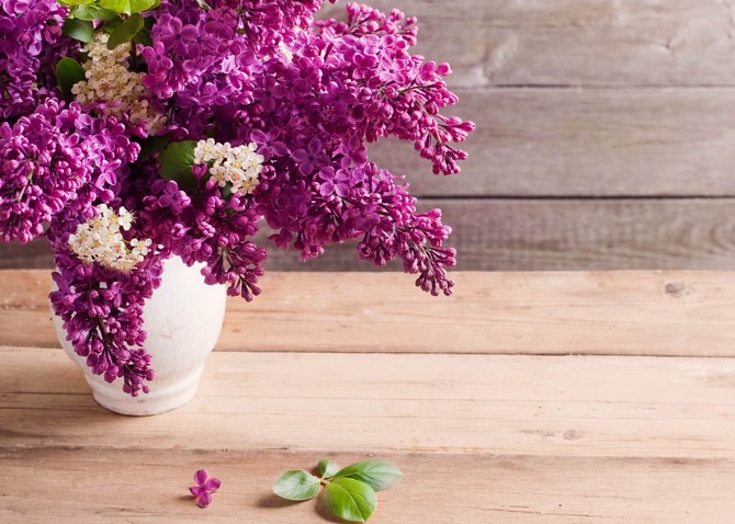 Une branche de lilas coupée dans un gros buisson a une tige très résistante.