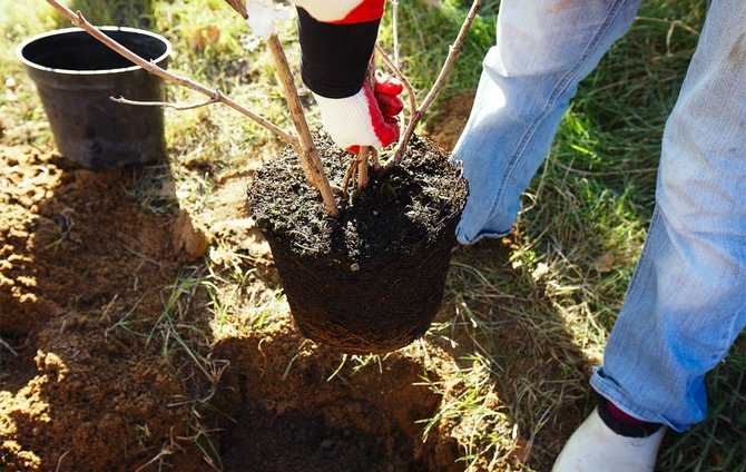 Comment faire pousser un pommier et une poire à partir d'une bouture