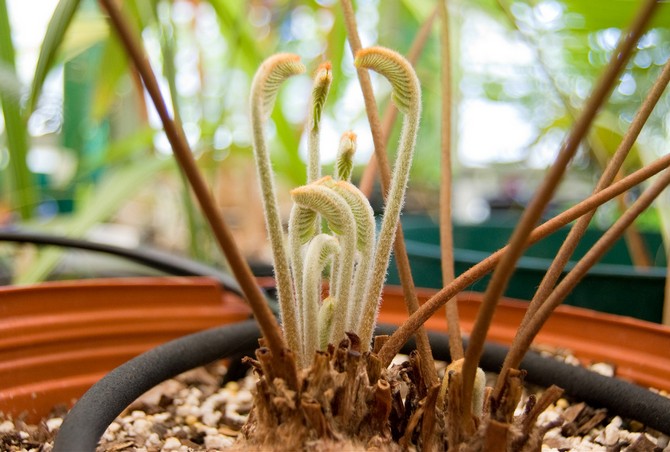 Au printemps et en été, le zamia doit être nourri tous les mois.