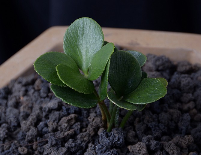 Reproduction de zamia