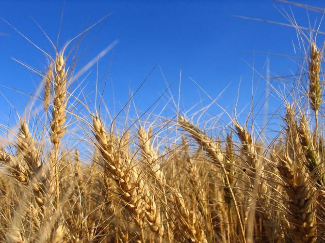 L'orge peut être plantée dans les zones où les précipitations sont rares et résistera à toute sécheresse.