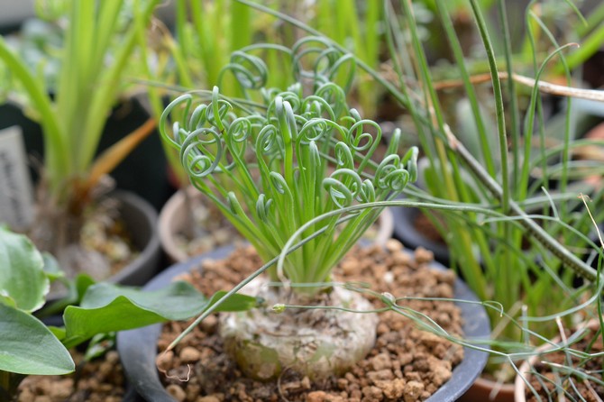 Albuka est transplanté à l'automne, lorsque la période de dormance se termine.