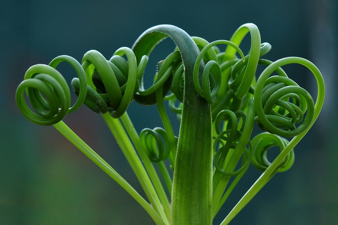 Albuca - soins à domicile. Culture, transplantation et reproduction d'Albuca. Description, types. Une photo