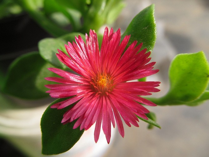 Aptenia est l'une des rares plantes qui peuvent être facilement cultivées dans l'air intérieur sec.