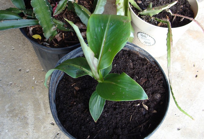 Comme la plupart des plantes, les bananes sont nourries avec des engrais minéraux liquides.