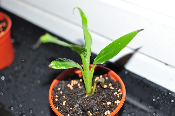 Propagation de banane