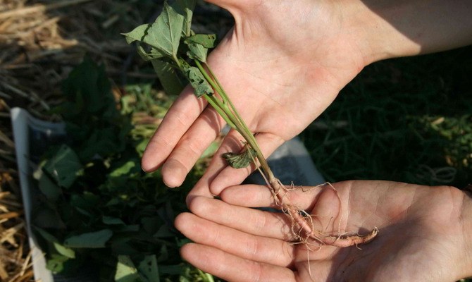 Règles de plantation de patates douces