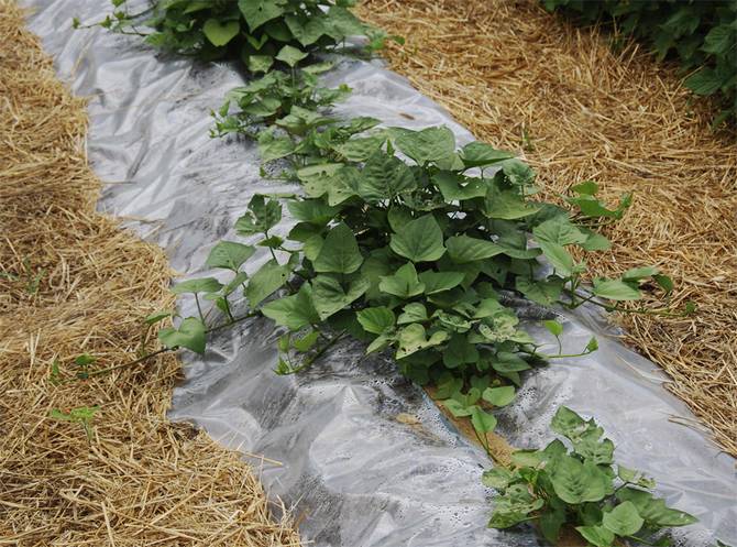 Agrotechnique de la patate douce dans la voie du milieu: plate-bande et plantation