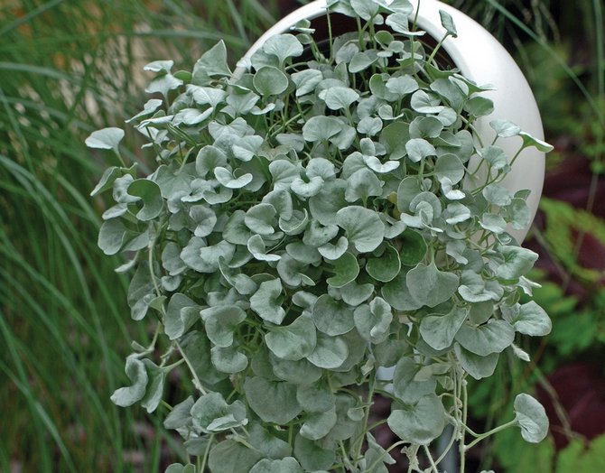 Dichondra - soins à domicile. Culture, transplantation et reproduction de Dichondra. Description, types. Une photo