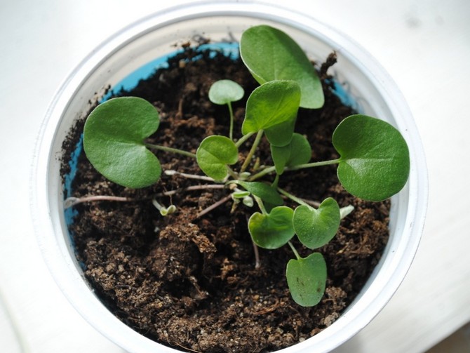 Reproduction de dichondra