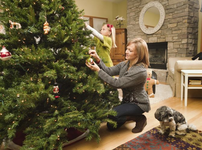 Comment choisir un arbre frais. Choisir correctement un arbre de Noël pour la nouvelle année