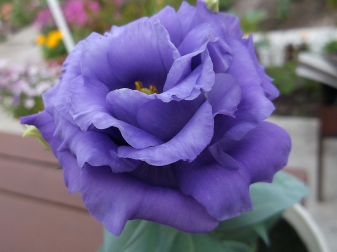 Eustoma ou lisianthus - soins à domicile. Culture, transplantation et reproduction d'Eustoma. Description, types. Une photo