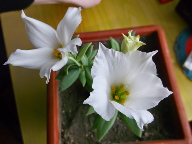 Pendant la croissance active, l'eustoma a besoin d'une application régulière d'engrais complexes sur le sol.