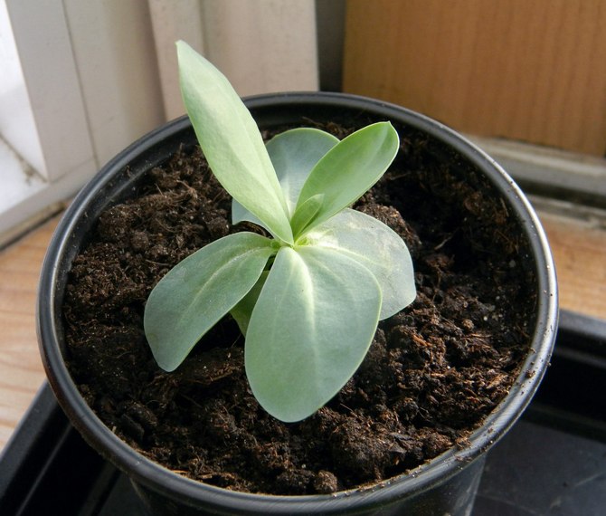 Reproduction d'eustoma