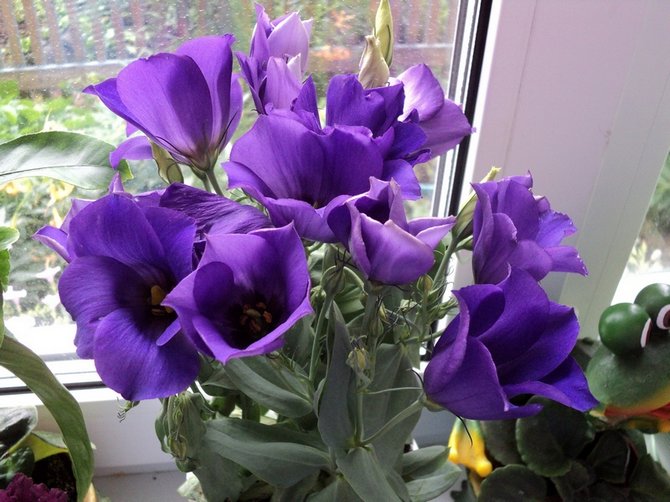 Eustoma se sent bien dans l'air sec, donc une humidité supplémentaire n'est pas nécessaire pour la fleur.