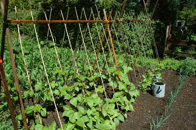 Cultiver des haricots d'asperges dans le jardin