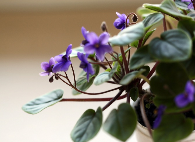 Au printemps et en été, Gesneria est en phase de croissance active, donc l'arrosage à ce moment devrait être abondant.