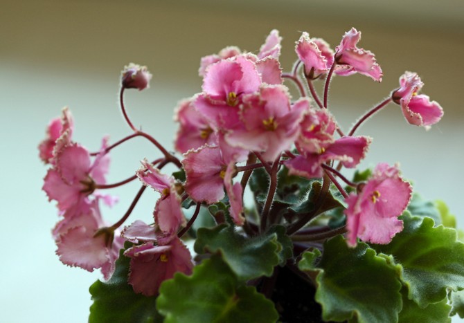 Types populaires de gesneria