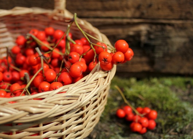 Panier avec des baies