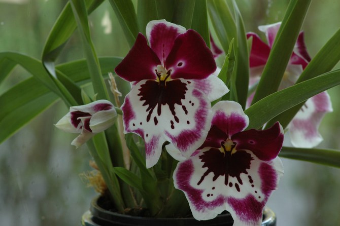 Une période de dormance est nécessaire pour stimuler la floraison de la miltonia.