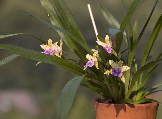 Miltonia poussera bien et plaira avec sa floraison à un niveau d'humidité de l'air suffisamment élevé - environ 60-80%.