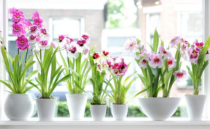 Types populaires de miltonia