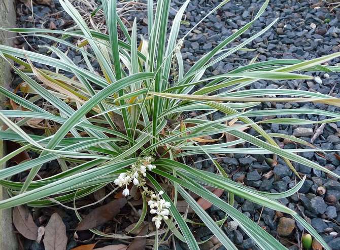 Types populaires d'ophiopogon