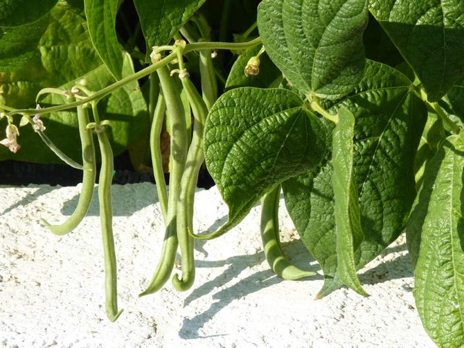 Description des haricots d'asperges