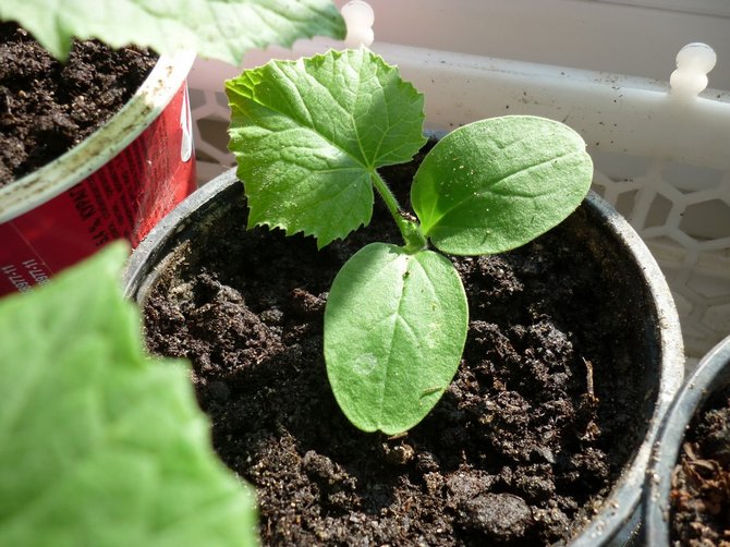 Préparation des graines de courge pour la plantation