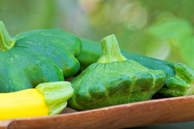 Courge - culture et soins. Planter des courges en pleine terre et en tasses