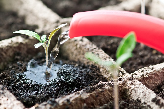 L'arrosage des plants doit être fait très soigneusement, car les plantes sont encore fragiles et peuvent être facilement endommagées.