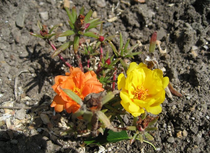 Planter du pourpier en pleine terre