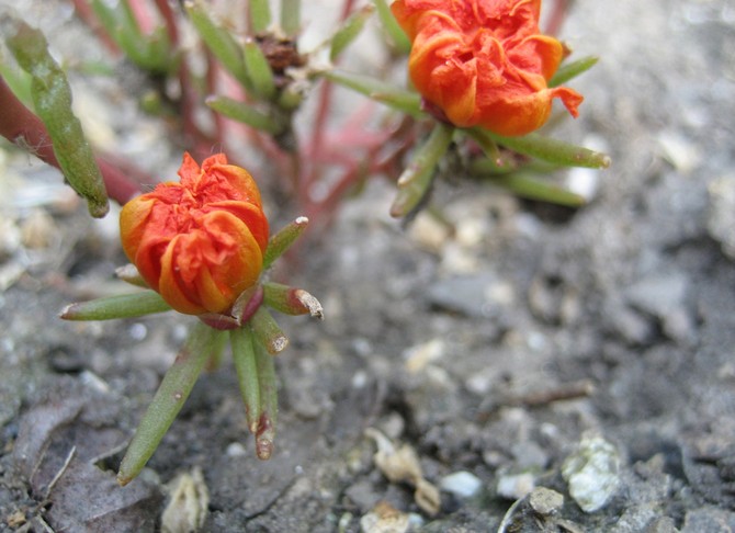 Pourpier après la floraison