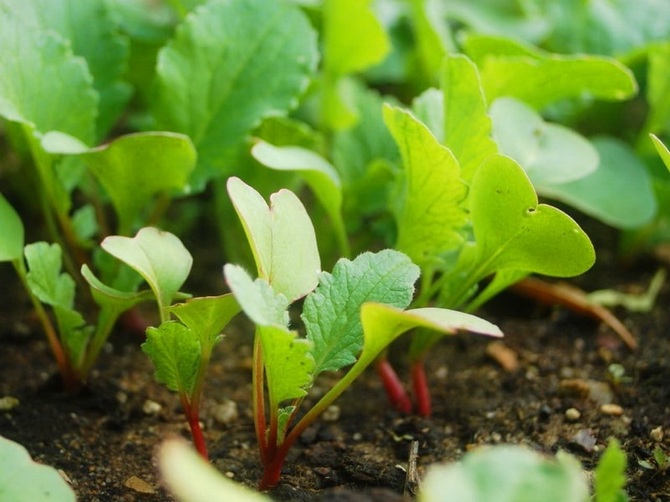 Planter des radis au printemps