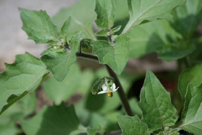 Comment faire pousser soi-même un sunberry dans le jardin