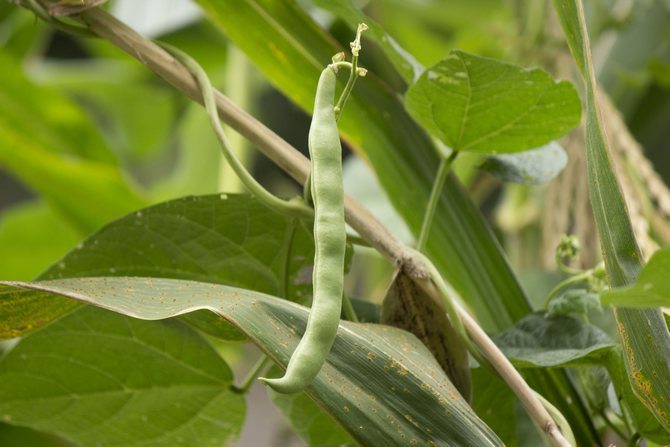 Caractéristiques de la culture et de l'entretien des haricots d'asperges