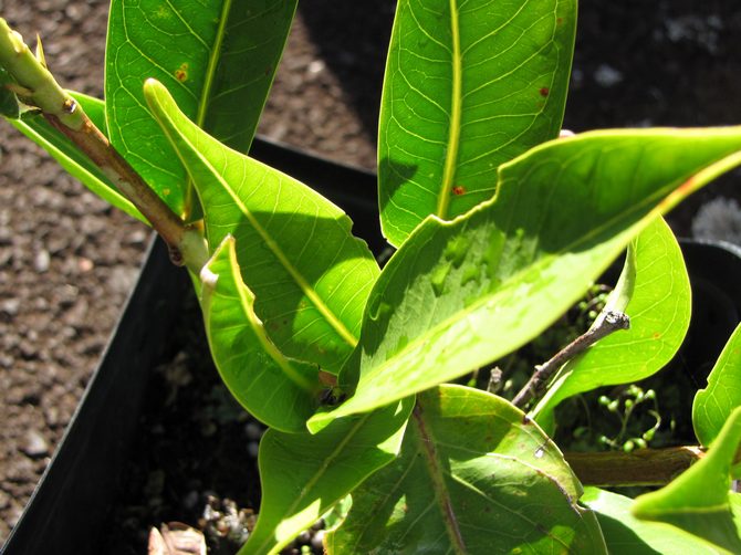 De mars à septembre, le syzygium a besoin d'une fertilisation régulière.