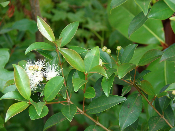 Syzygium - soins à domicile. Culture, transplantation et reproduction de Syzygium. Description, types. Une photo