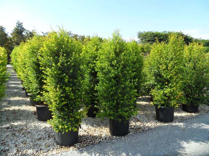 Types populaires de syzygium