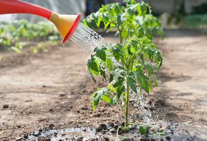 À quelle fréquence arroser les plants de tomates après la cueillette, la plantation dans le sol et dans la serre