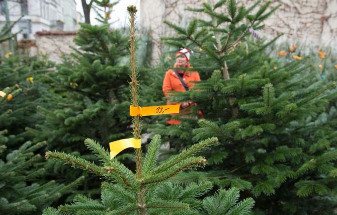 Conseils pour choisir le bon arbre de Noël